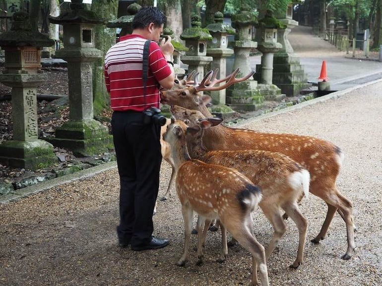 Les cerfs du parc nara