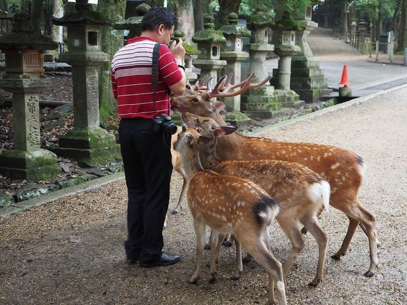 Les cerfs du parc nara