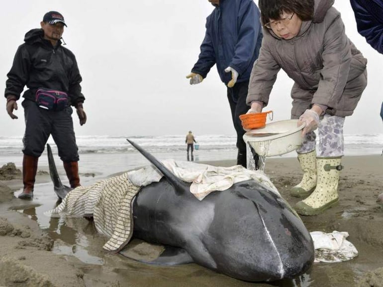 150 dauphins meurent après s'être échoués sur une plage du Japon