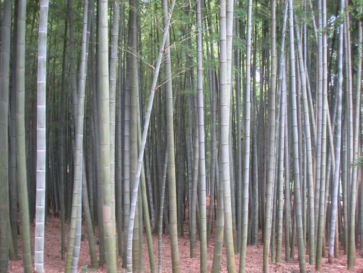 Lignes droites Lignes droites
