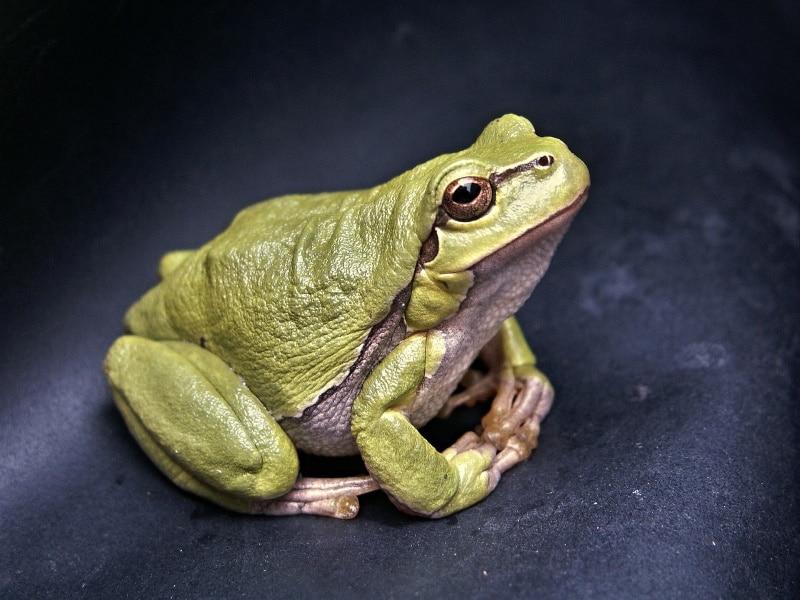Une grenouille Une grenouille
