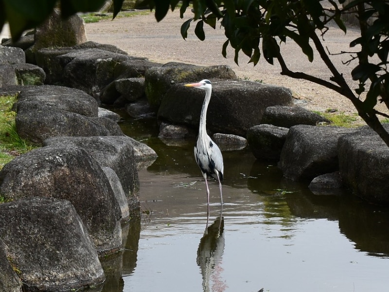 Une grue du Japon Une grue du Japon