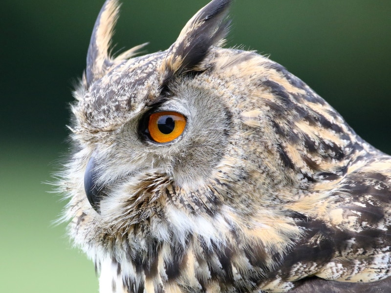 Un hibou Un hibou