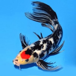 Koi, la carpe Bestiaire du tatouage japonais: Koi, la carpe