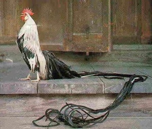 Onagadori, une race japonaise de coq Onagadori, une race japonaise de coq