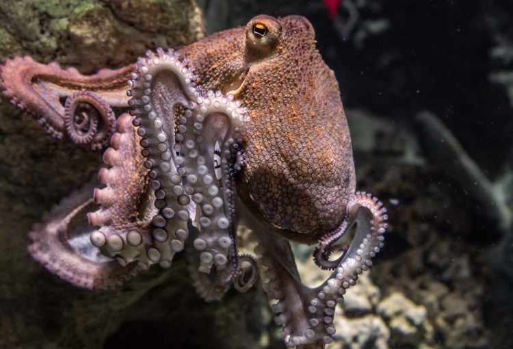 Tako, le poulpe Bestiaire du tatouage japonais: Tako, le poulpe