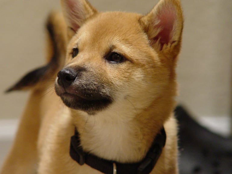 Chiot shiba inu
