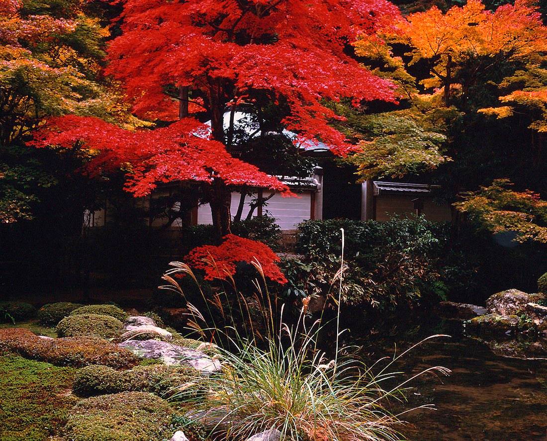 Érables japonais aux feuilles rouges flamboyantes surplombant un jardin zen avec étang et mousses au temple Nanzen-ji à Kyoto pendant l'automne.