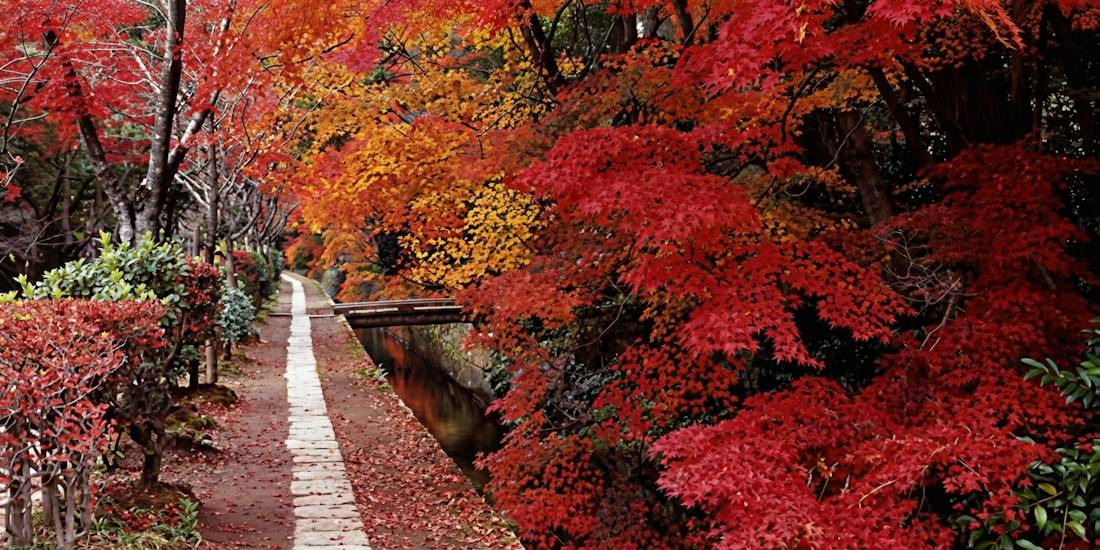 Sentier pavé bordant un canal avec des érables japonais aux feuilles rouges et orangées éclatantes en automne sur le Chemin des philosophes à Kyoto.