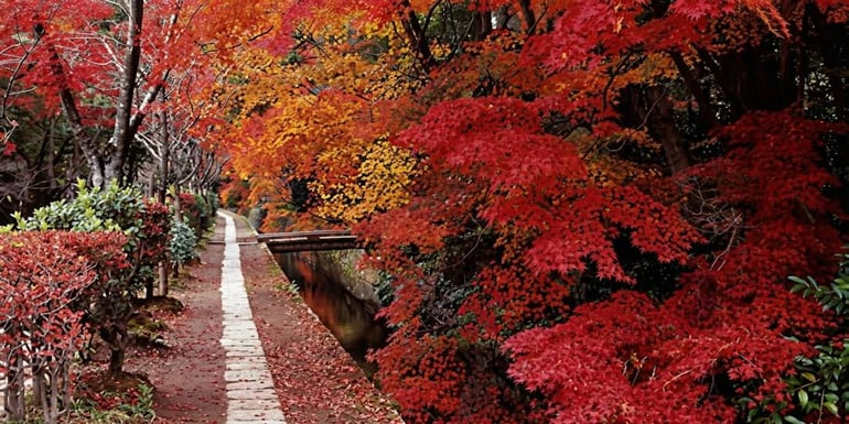 Sentier pavé bordant un canal avec des érables japonais aux feuilles rouges et orangées éclatantes en automne sur le Chemin des philosophes à Kyoto.