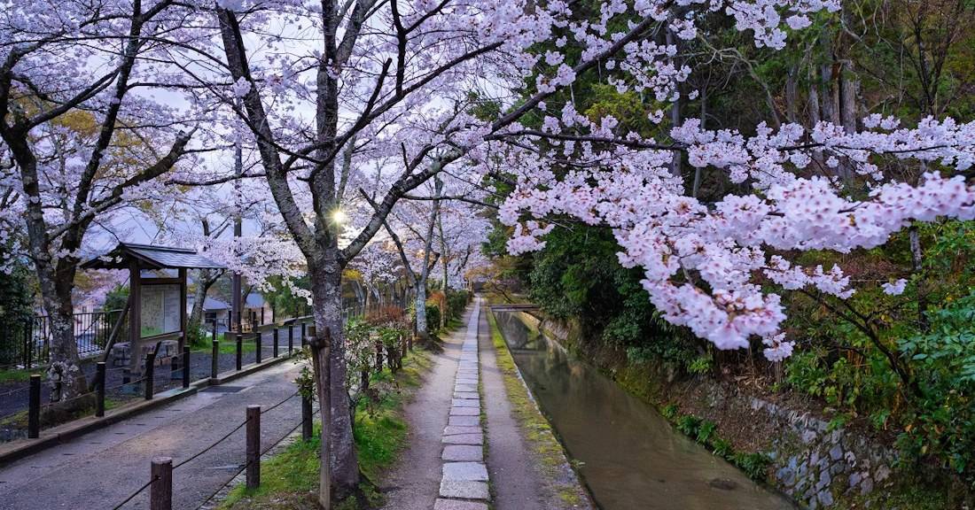 Cerisiers en fleurs (sakura) bordant le canal du Chemin de la Philosophie (Tetsugaku no michi) au printemps dans le quartier de Higashiyama à Kyoto, Japon.