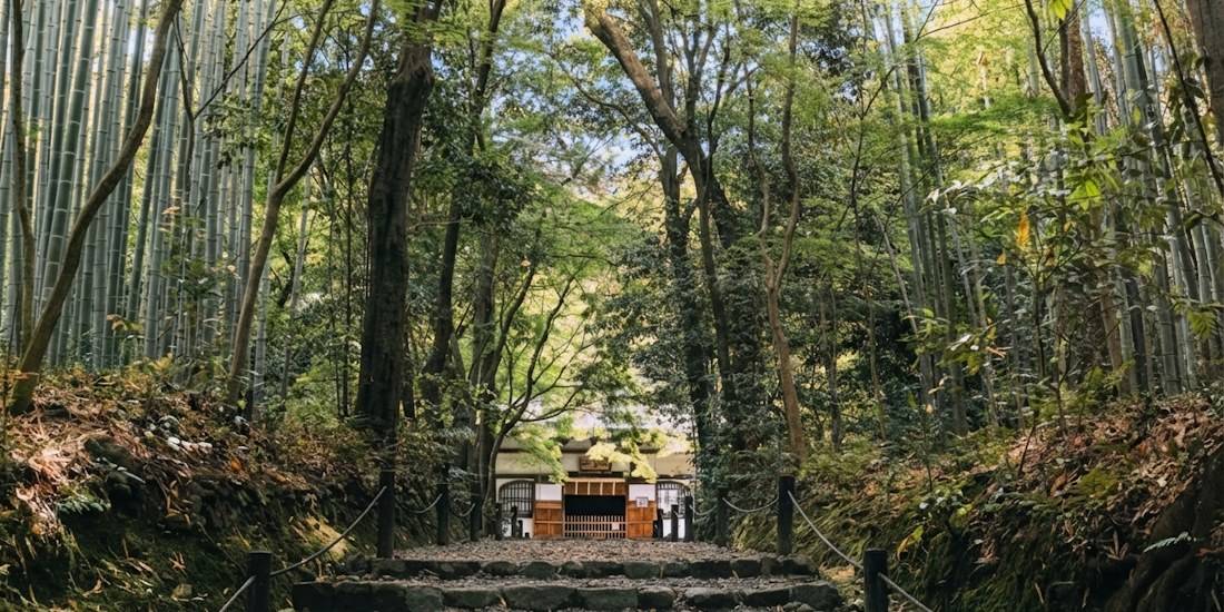 Escalier en pierre menant à l'entrée du temple Jizo-in, entouré d'une forêt de bambous dense et d'arbres verdoyants à Kyoto, Japon.