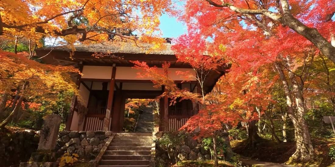 Temple Jōjakkō-ji à Kyoto en automne avec des érables japonais aux feuilles rouges et orangées entourant une porte traditionnelle à toit de chaume.