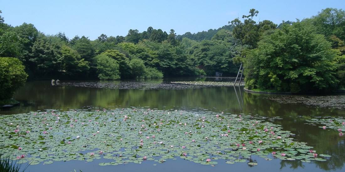 Étang Kyoyochi avec nénuphars en fleurs au temple Ryoan-ji à Kyoto, Japon, entouré d'une forêt verdoyante sous un ciel bleu.