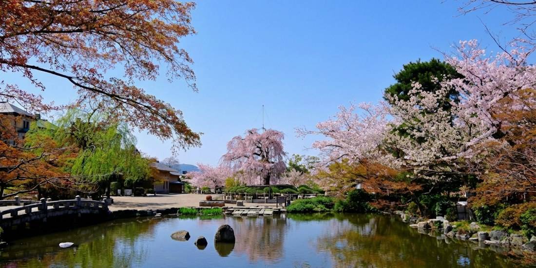 Cerisiers en fleurs au parc Maruyama, Kyoto - Paysage printanier japonais Parc Maruyama à Kyoto au Japon avec des cerisiers en fleurs (sakura) se reflétant dans un étang paisible sous un ciel bleu clair au printemps.