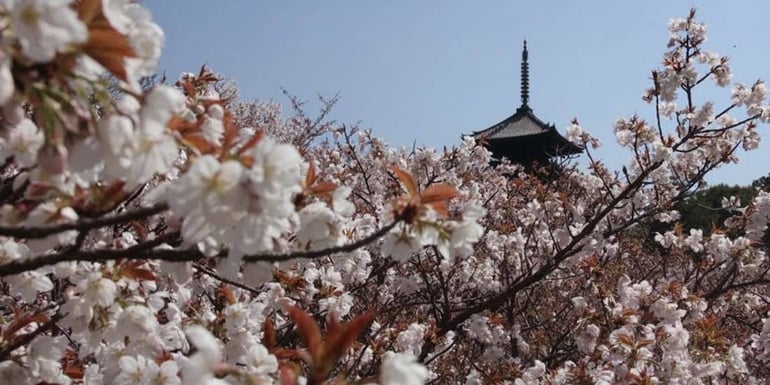 Cerisiers Omuro Sakura en fleurs au premier plan avec la pagode à cinq étages du temple Ninna-ji en arrière-plan sous un ciel bleu à Kyoto, Japon.