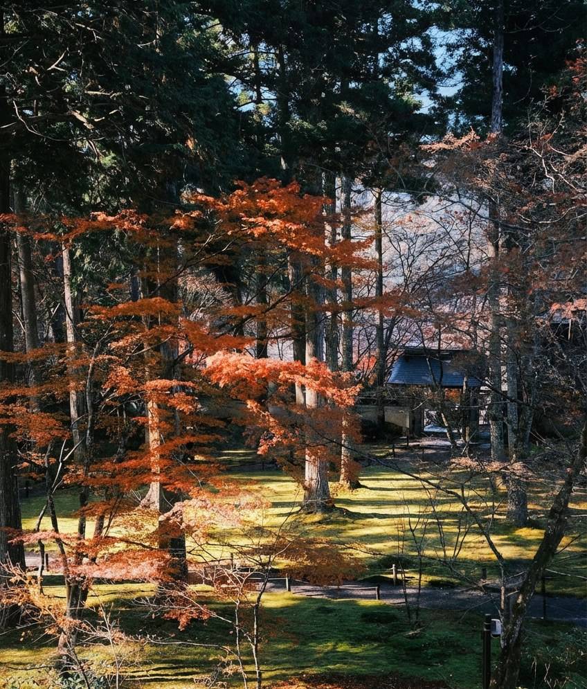 Forêt de cèdres et érables japonais aux couleurs d'automne rouge orangé dans un jardin de mousse traditionnel à Ohara, Kyoto, Japon.