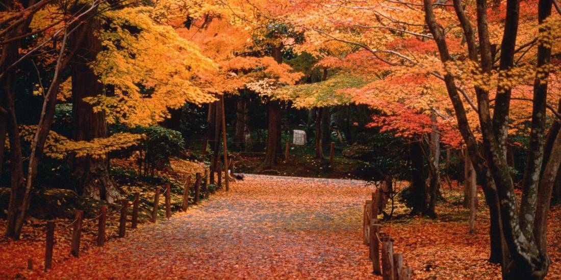 Allée couverte de feuilles d'érable rouges et orangées (momiji) au temple Ryoan-ji à Kyoto, Japon, pendant l'automne.