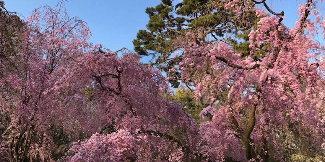 Cerisiers pleureurs en fleurs (sakura) devant des pins traditionnels au Palais impérial de Kyoto, Japon.