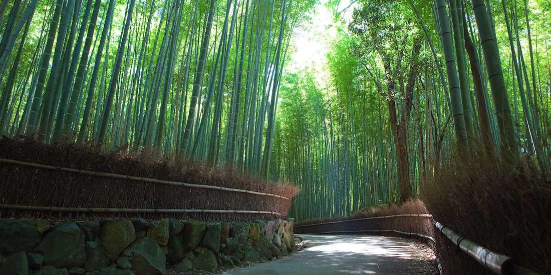 Cette photographie capture la beauté majestueuse de la forêt de bambous d'Arashiyama à Kyoto. On y voit un chemin goudronné qui serpente entre d'immenses tiges de bambou vert s'élançant vers le ciel. La scène est bordée de clôtures traditionnelles en bois et en pierre, créant une atmosphère de calme et de spiritualité typique des paysages japonais. La lumière du soleil perce à travers le feuillage dense, illuminant délicatement la voie pour les visiteurs. Forêt de bambous d'Arashiyama à Kyoto au Japon avec un sentier de randonnée paisible sous une lumière naturelle filtrée à travers les tiges vertes.