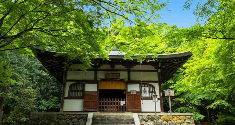 Temple bouddhiste Jizo-in entouré d'une forêt de bambous luxuriante à Kyoto, Japon, avec une architecture traditionnelle en bois et des érables verts.