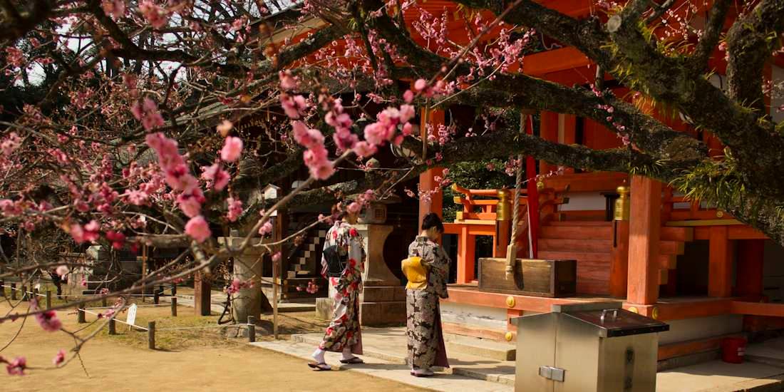 Deux femmes en kimono traditionnel marchant sous des pruniers en fleurs devant un pavillon orange au sanctuaire Kitano Tenmangu à Kyoto, Japon.
