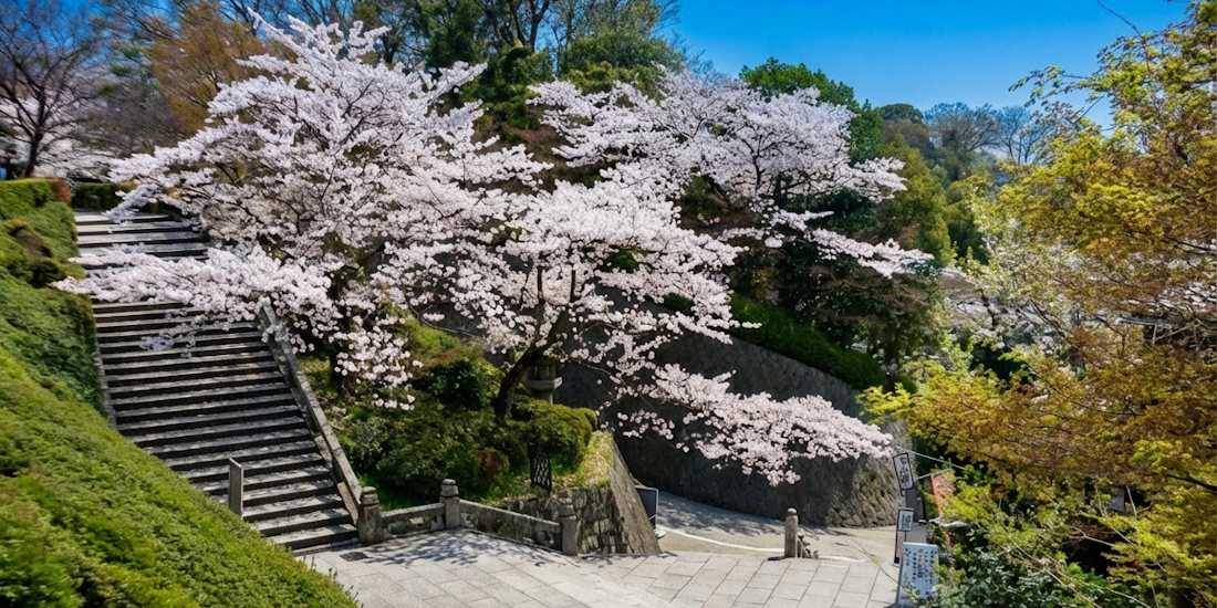 Cerisiers en fleurs (sakura) blancs surplombant un escalier en pierre au parc Maruyama à Kyoto, Japon, lors de la saison du hanami sous un ciel bleu.