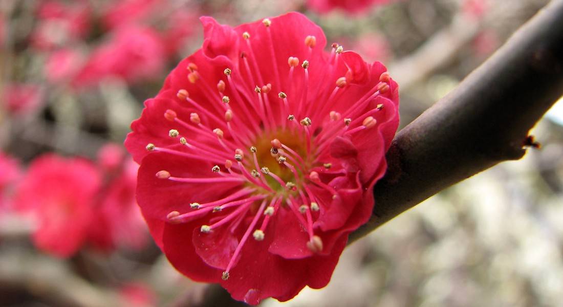 Gros plan d'une fleur de prunier rouge vif en pleine floraison sur une branche au sanctuaire Kitano Tenmangu à Kyoto, Japon.