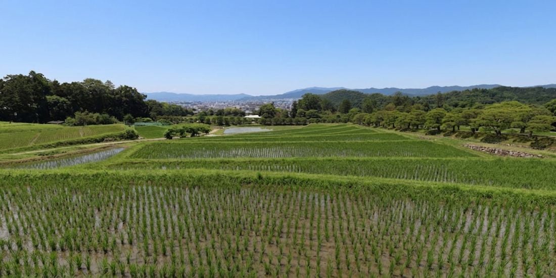 Rizières en terrasses verdoyantes de la Villa Impériale Shugaku-in à Kyoto, Japon, sous un ciel bleu clair avec vue sur la ville au loin.
