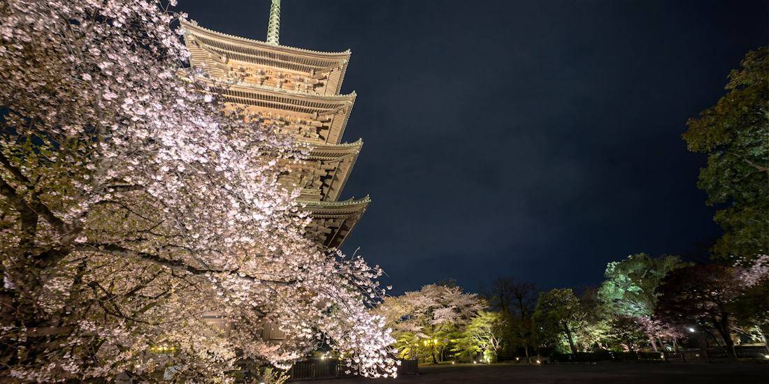Pagode à cinq étages du temple To-ji illuminée de nuit avec des cerisiers en fleurs (sakura) au premier plan sous un ciel nocturne à Kyoto, Japon.