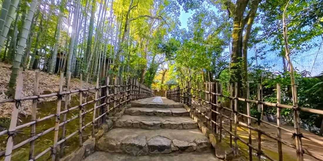 Escalier en pierre bordé d'une clôture traditionnelle en bambou menant à travers une forêt de bambous et une végétation luxuriante au temple Shisen-do à Kyoto, Japon.