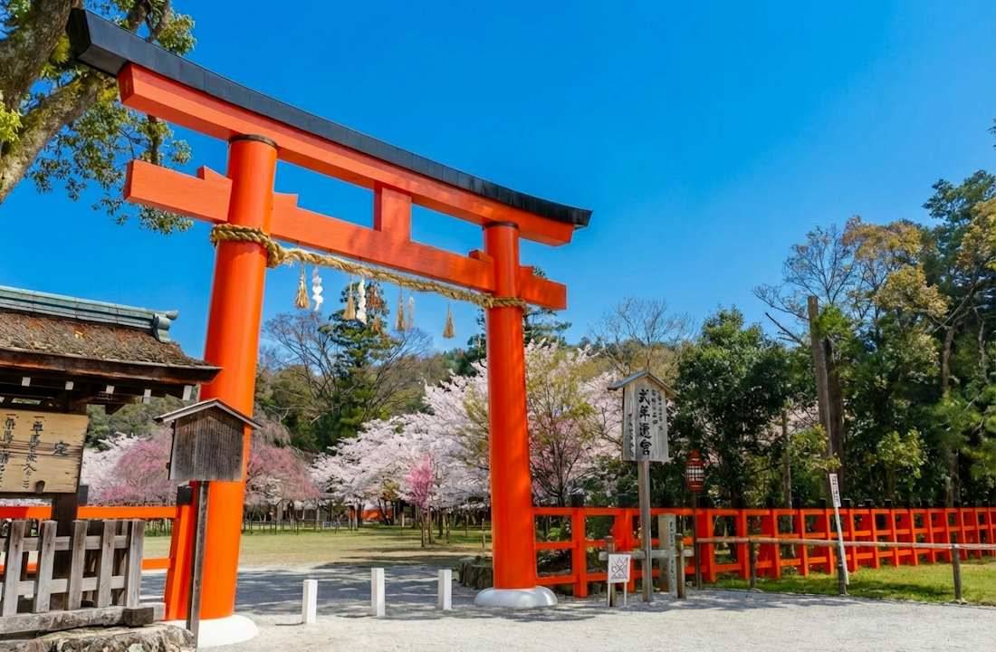 Cette photographie met en avant l'entrée emblématique du sanctuaire Kamigamo-jinja, classé au patrimoine mondial de l'UNESCO. On y voit un imposant torii en bois laqué de rouge vermillon, orné d'une corde sacrée shimenawa. En arrière-plan, les cerisiers en fleurs apportent une touche printanière délicate qui contraste avec le bleu profond du ciel. Ce site historique, situé au nord de Kyoto, est célèbre pour son architecture shinto traditionnelle et son atmosphère paisible, particulièrement lors de la saison des sakura. Grand torii rouge vermillon du sanctuaire Kamigamo-jinja à Kyoto entouré de cerisiers en fleurs sous un ciel bleu, Japon.