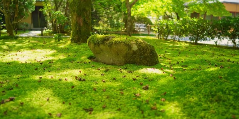 Mousse verdoyante et pierre au temple Kokedera (Saiho-ji) à Kyoto, Japon