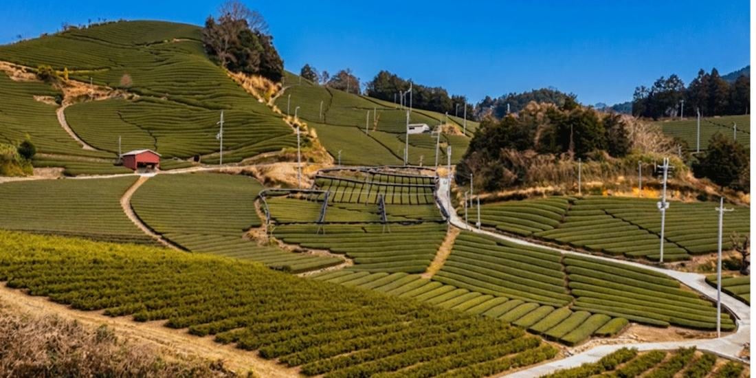 Vue panoramique des plantations de thé vert en terrasses à Uji, près de Kyoto au Japon, montrant les rangées de théiers sous un ciel bleu.