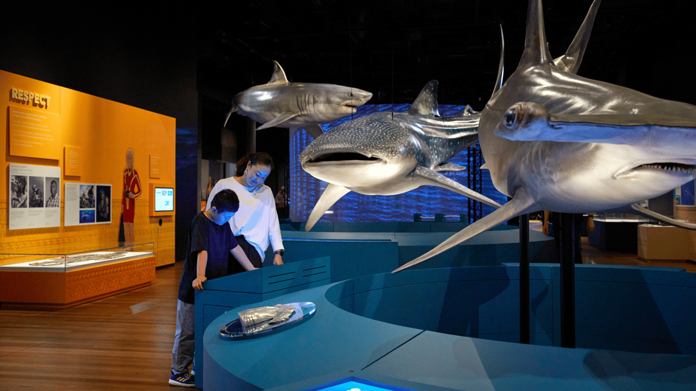 See The Shark Exhibition