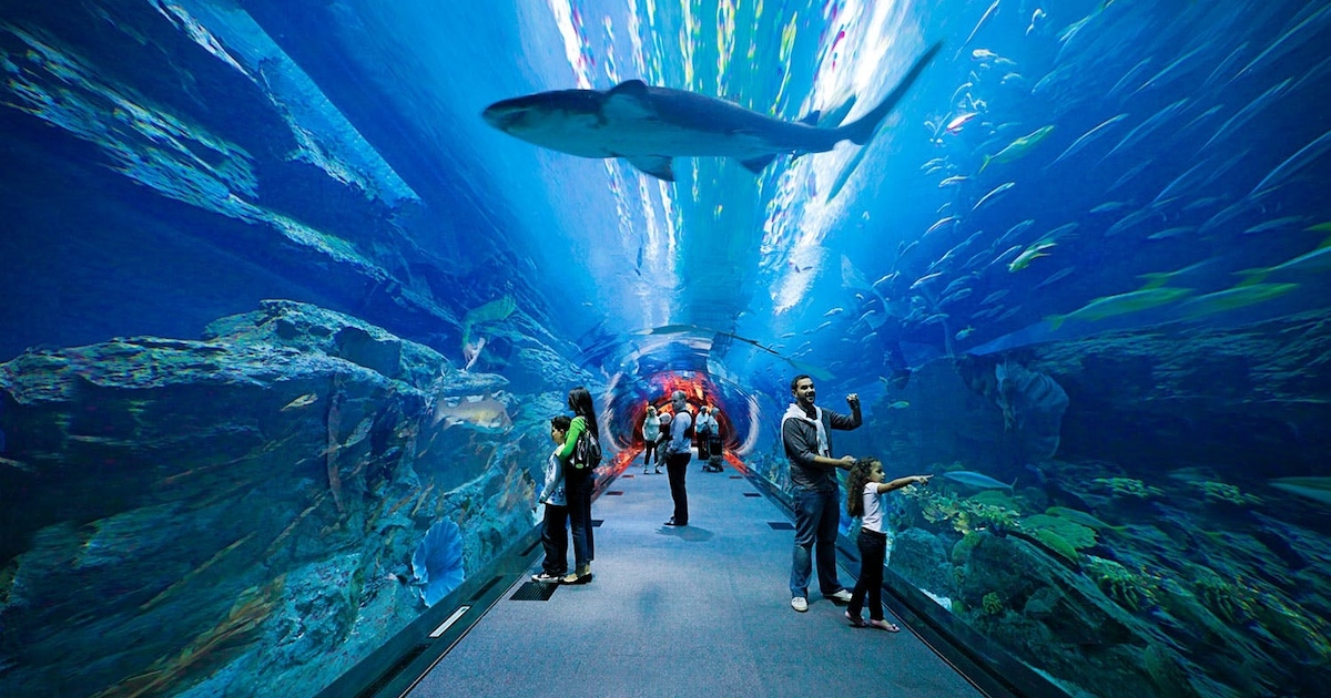 Dubai Aquarium Store With Fish UAE Aquarium