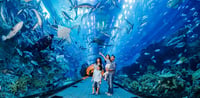Dubai Travel And Tours