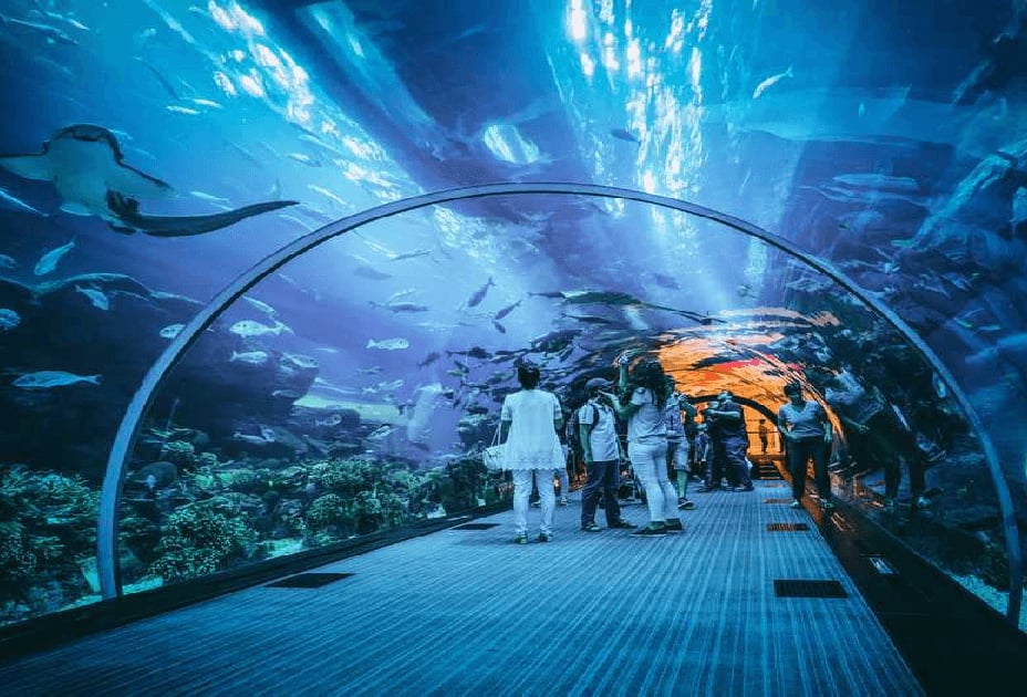 •	Over 30,000 aquatic species are housed in the aquarium there