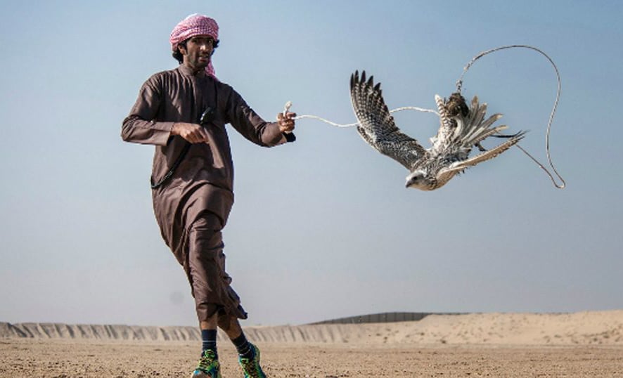 The Popular Falconry of the United Arab Emirates