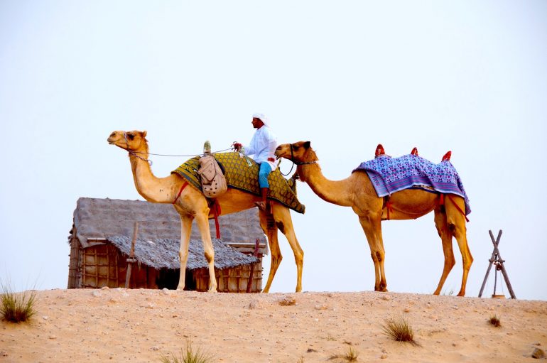 A Staggering Ride On A Camel