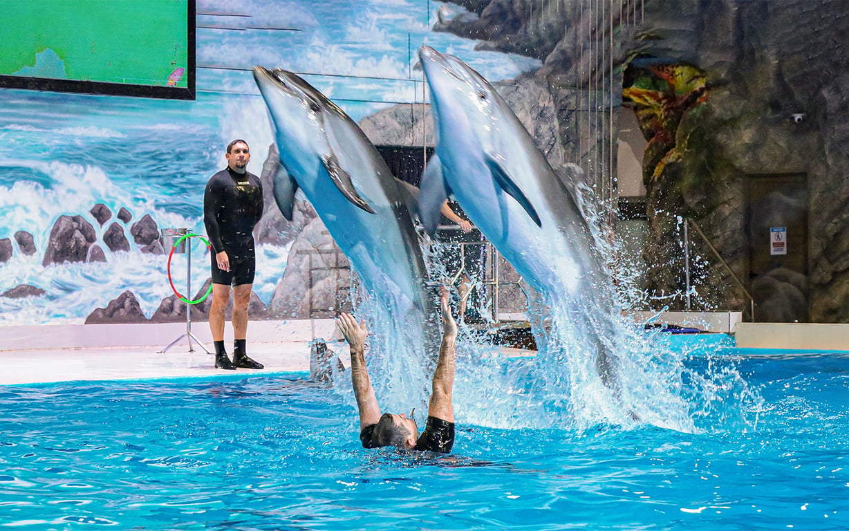 17.	  Dubai Dolphinarium