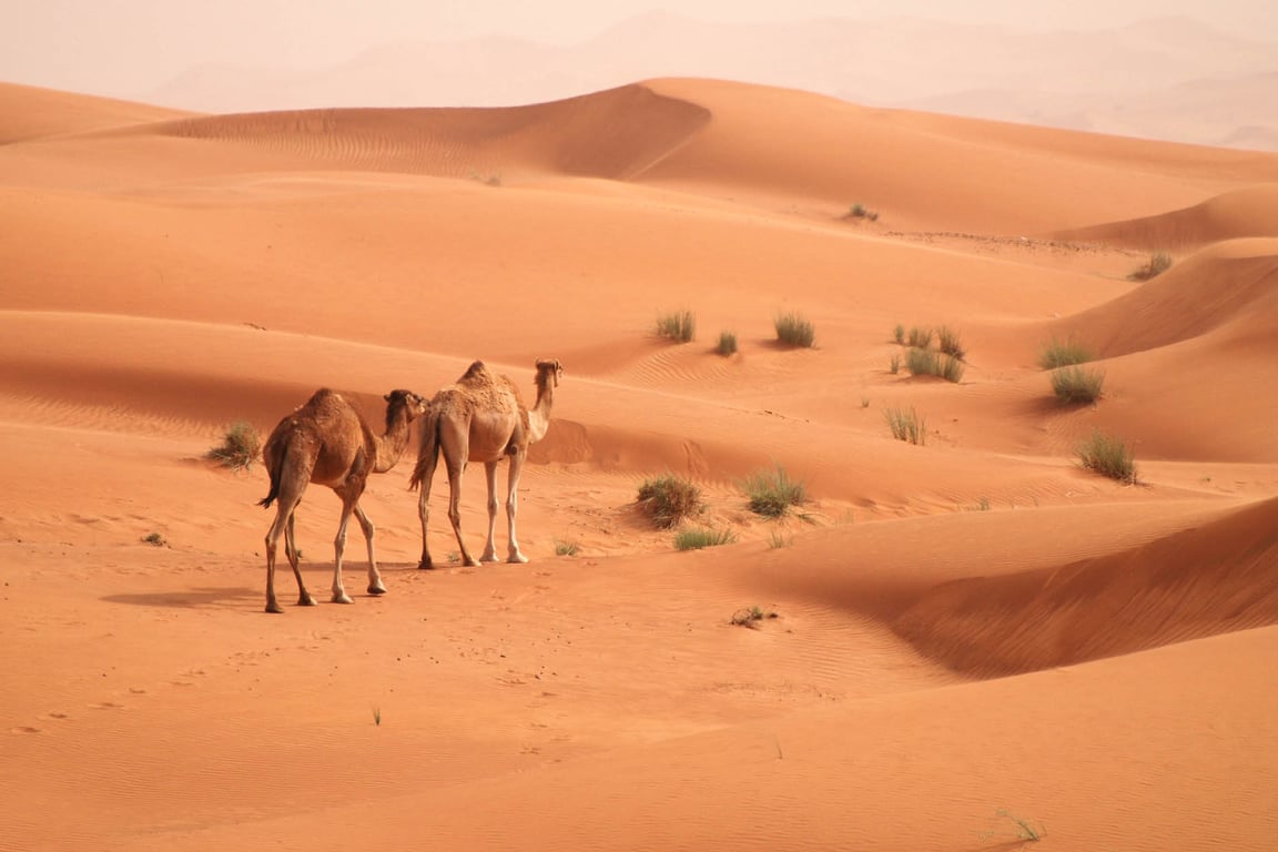 About Camels