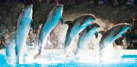 Dubai Travel And Tours