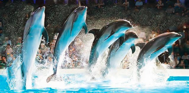 Dubai Travel And Tours