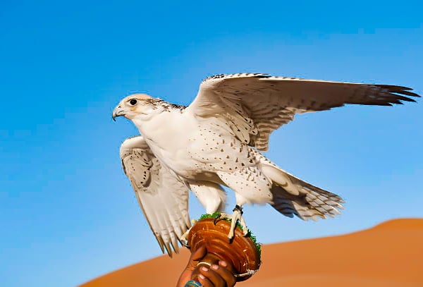 Go To A Desert Falconry