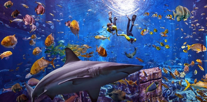 Dubai Travel And Tours