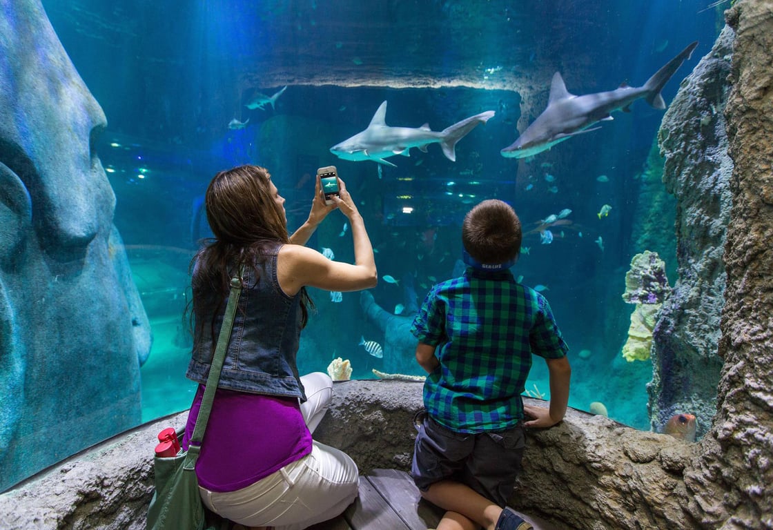 Children Can Discover A Lot About The Aquatic Creatures In The Area.