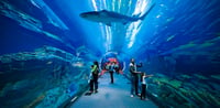 Dubai Travel And Tours