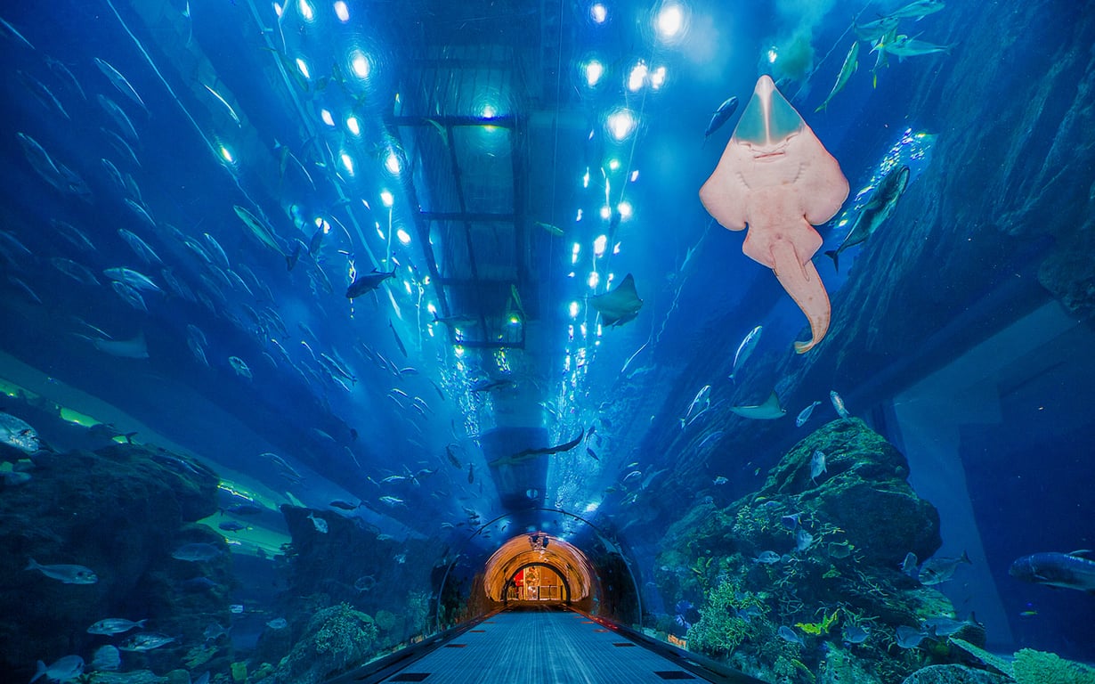 Is a visit to the Dubai Aquarium worthwhile?