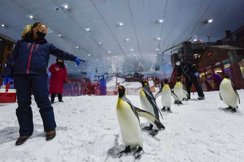 Types Of Penguins At The Dubai Ski